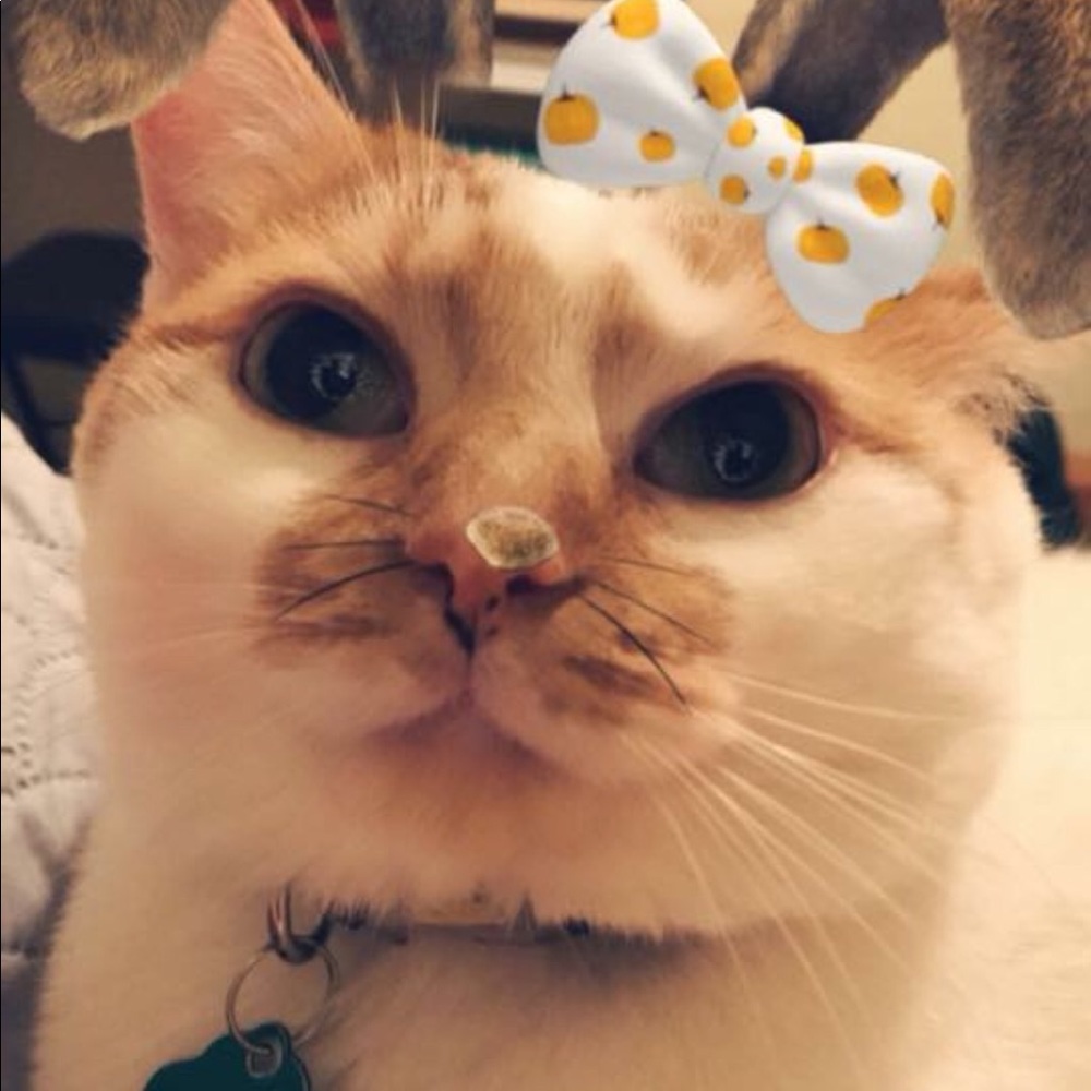 Meet your Posher, Randi